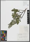 Foto von Salix hastata L.